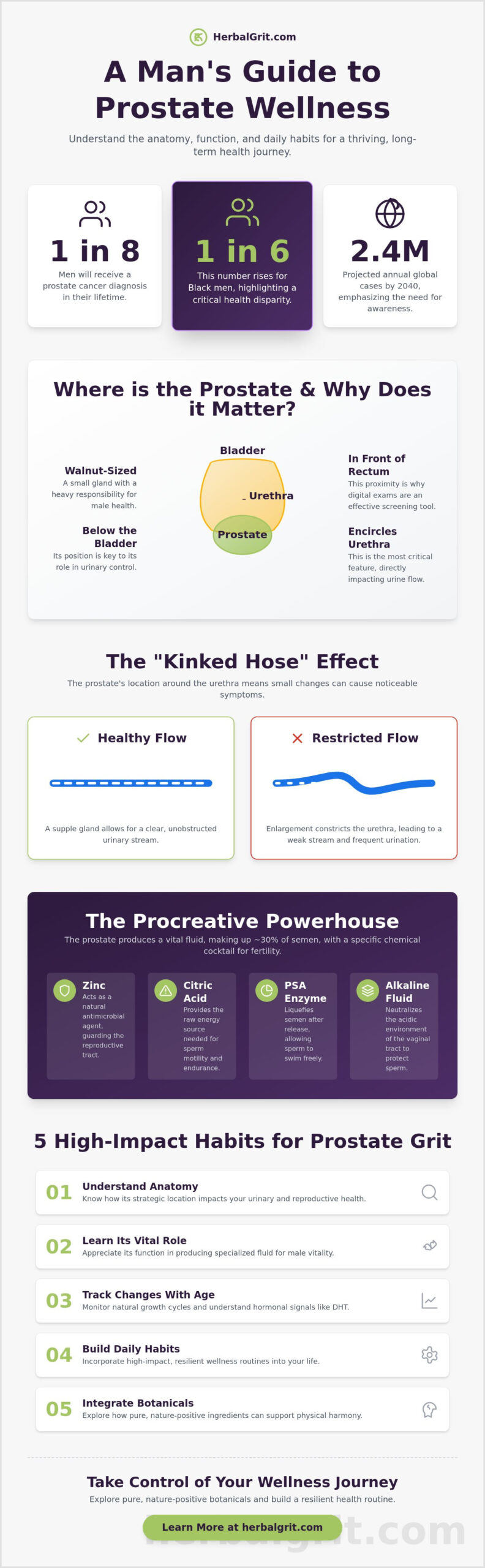 Prostate Function 101: A Holistic Guide to Male Vitality and Wellness