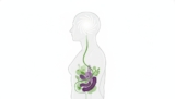 The Surprising Link Between Gut Health and Brain Fog: A 2026 Guide to Cognitive Clarity