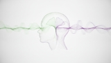 Ginkgo Biloba for Memory Improvement: The 2026 Guide to Cognitive Harmony